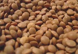 تصویر 1 از لیست قیمت فروش کنسرو عدسی 400 گرمی + شرایط خرید به صرفه و ارزان